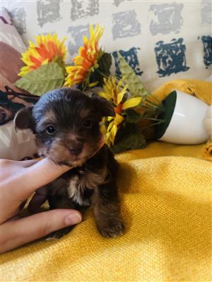 Chocolate Yorkies Available 