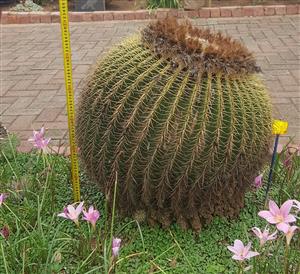 GOLDEN BARREL CACTUS NICKNAMED "MOTHER-IN-LAW'S CUSHION" MORE THAN 45 YEARS OLD