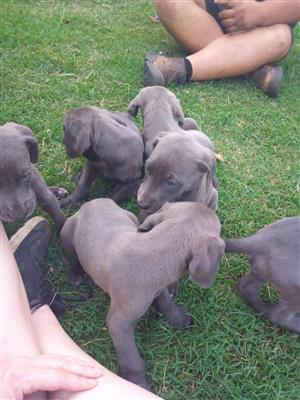 Blue Great Dane/ Waimeraner puppies