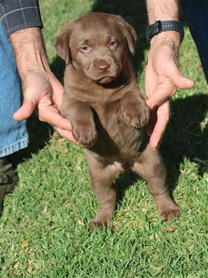 Labrador chocolate male puppy