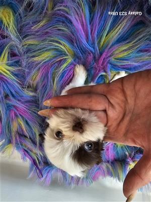 Teacup Yorkshire Terrier Girl 