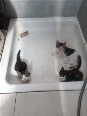 Kittens looking for loving family home