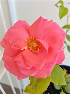 Beautiful Fragrant Deep Peach Rose 
