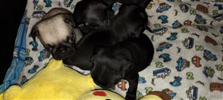 4 black pug puppies