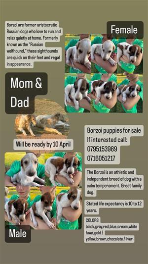Borzoi Puppies ready for a loveable home!