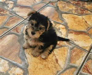 Black/Tan yorkie puppy for sale