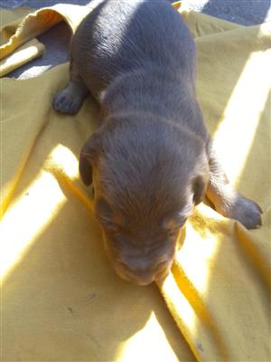 Dachshund Puppies 