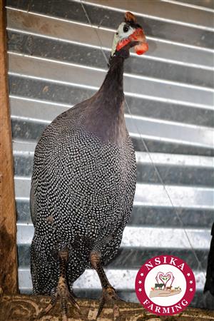 Dotted 1 year Old Male Guinea Fowls