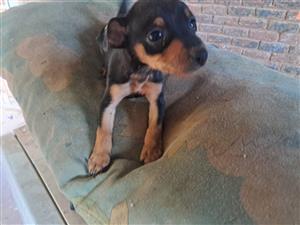 Miniature pincher puppies 