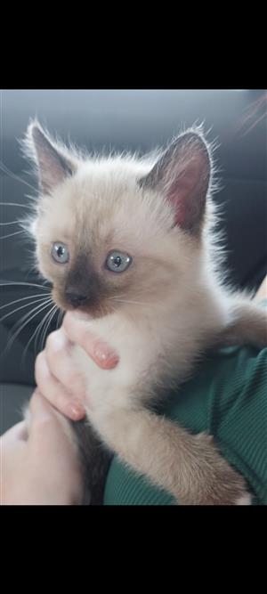 Tabby point Siamese kitten 