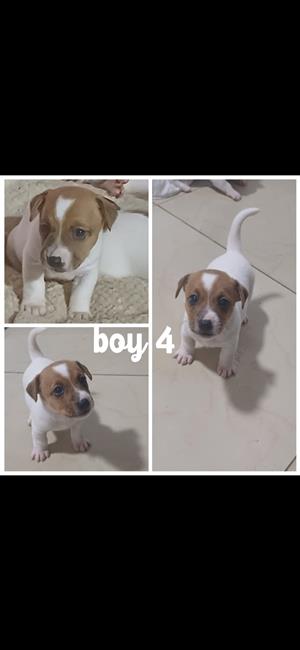 Pure bred short legged jack russell puppies