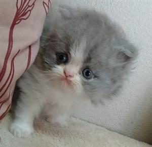 Persian kitten 
