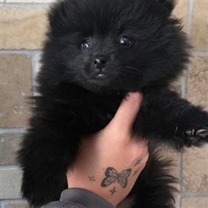 Miniature Pomeranian puppy