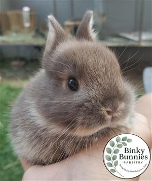 Purebred Netherland Dwarf bunnies for sale