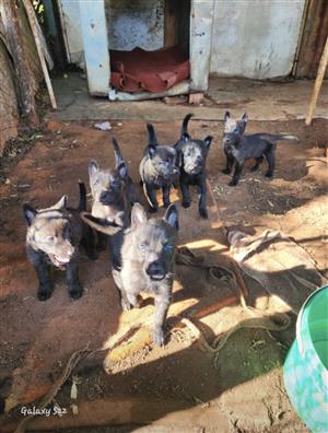 Dutch shepherd puppies 