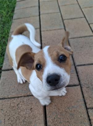 Lovely Jack Russell Puppies. 9 weeks old. 