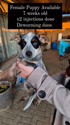 Last female Australian Cattle puppy 