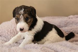 Wire hair fox terrier puppies for sale, 2022.