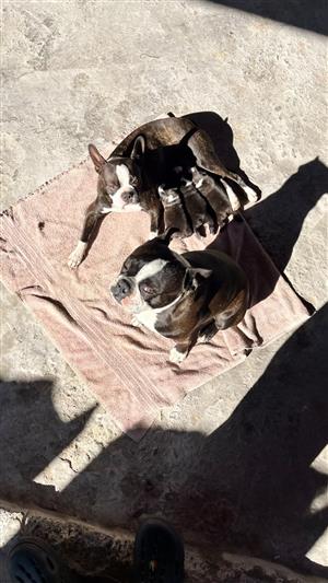BOSTON TERRIER PUPPIES
