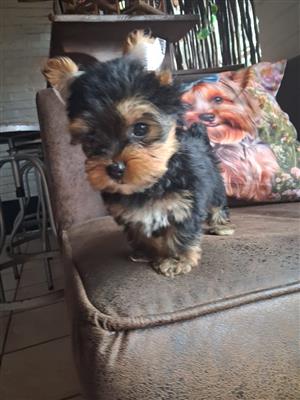 Yorkshire Terriers 