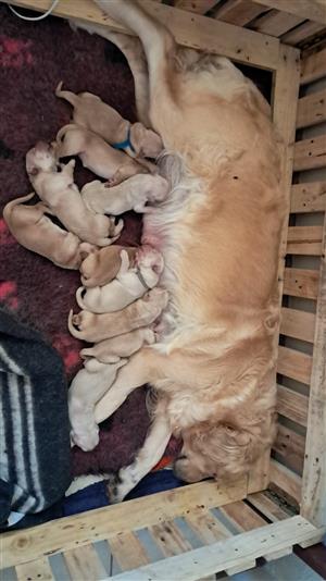 Registered Golden Retriever puppies