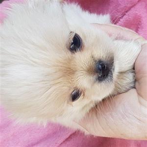 pekingese X Maltese pips