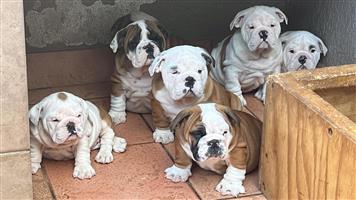 Gorgeous English bulldog puppies available