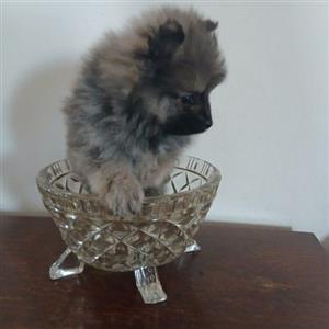 Toy pom (pomeranian)