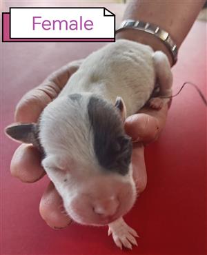 Italian Greyhound mix Jack Russel puppies 
