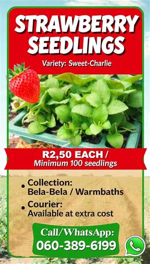 Strawberry seedlings