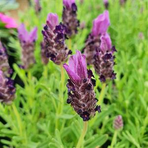 Stoecas Lavender  A Bag GARDEN MARKET PLACE  NO 1 Gardens Road. HILLCREST