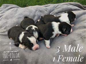 Australian shepherd puppies