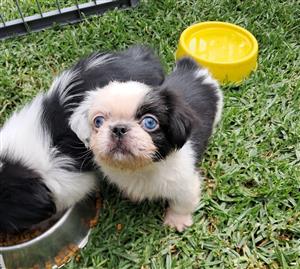 Panda Pekingese puppies