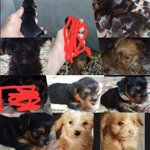 YORKIE MALE PUPPIES 