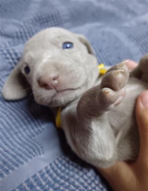 Female Weimaraner puppies available 