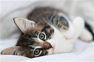 Mainecoon cross kittens