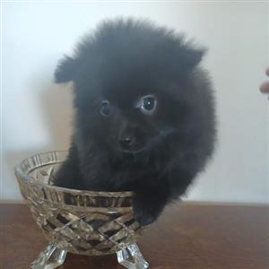 Toy Pom (Pomeranian)