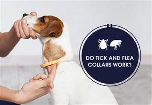 Do Pet Tick and Flea Collars Work?			
