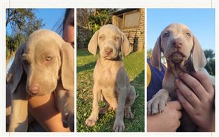 Male Weimaraner puppies 