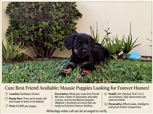 Mauxie (Maltese & Duchshund) puppies for sale