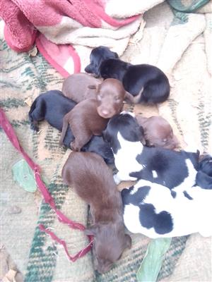 Worshond Puppies for sale 