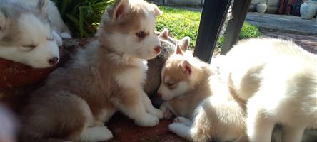 Siberian Husky puppies for Sale.