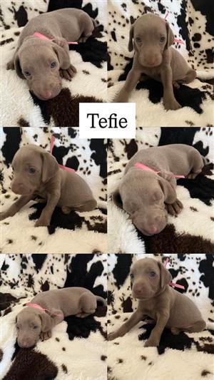 Weimaraner's pups