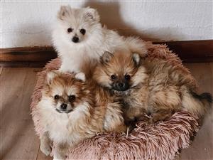 8wk old Pomeranian pups, 2F/1M, vax+dewormed. Playful. Ready for a loving home!