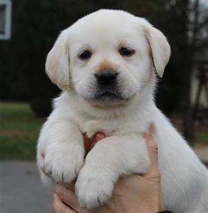 16 weeks Labrador puppies for sale