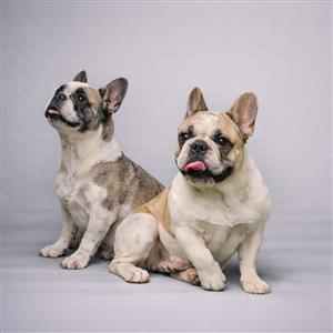 Lya & Lizzie : Frenchie Private Placement Collection