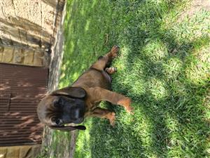 Bavarian Mountain Hound puppies