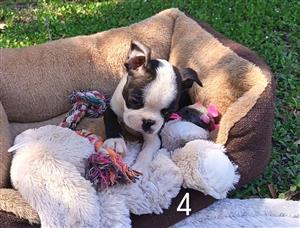 Boston terrier puppies 