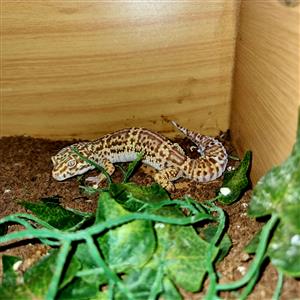 Leopard Gecko with cage 