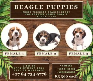 Adorable Beagle Pups